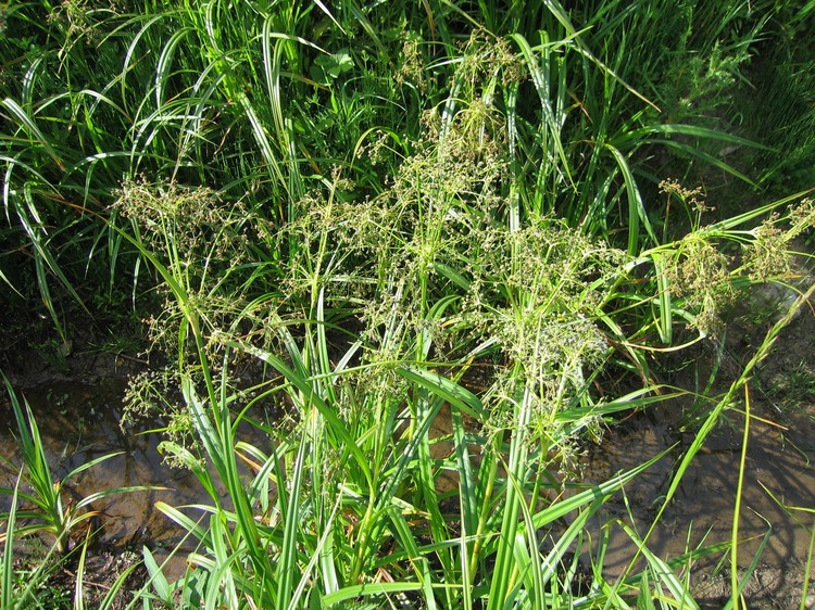 Scirpus sylvaticus